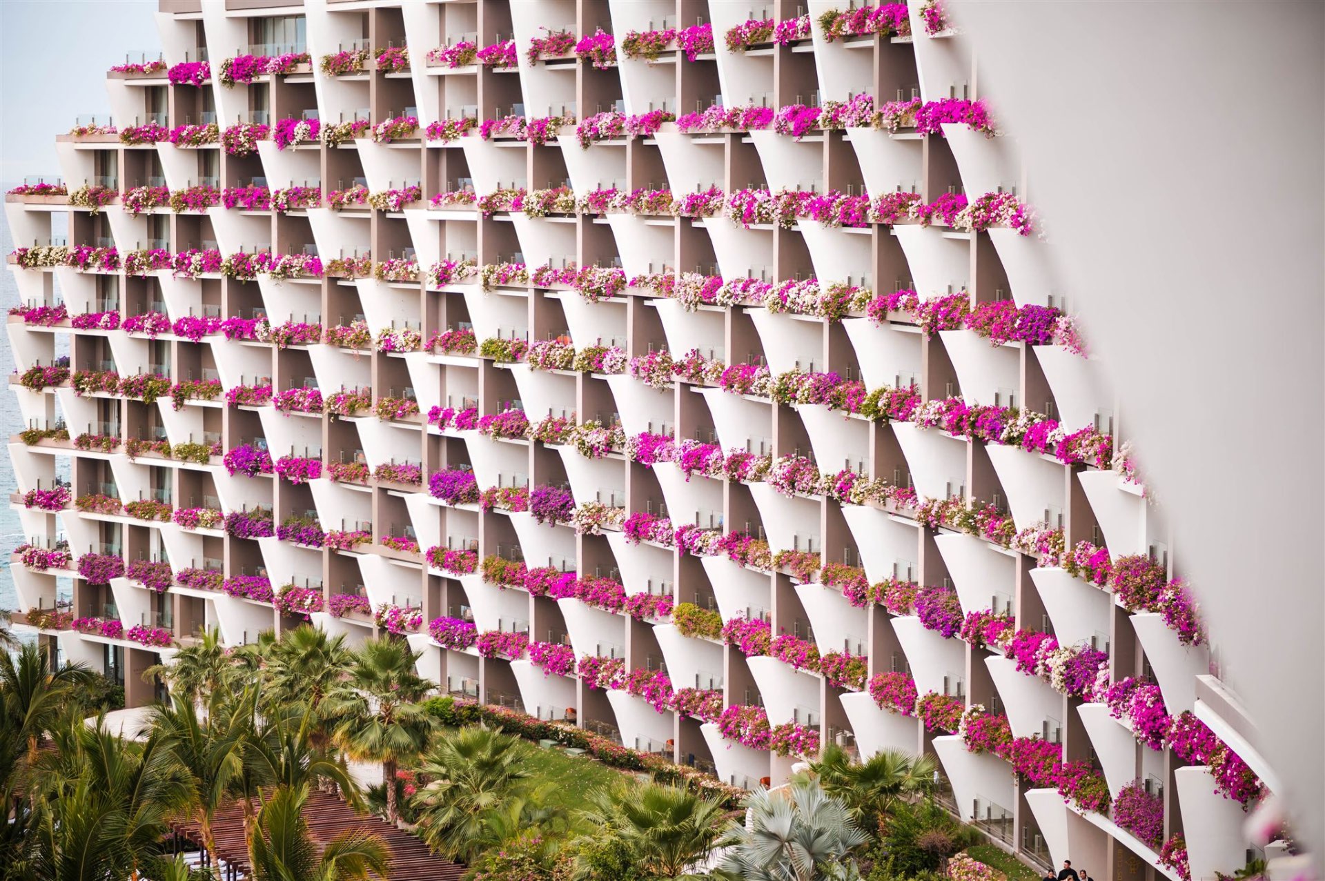 Pink bougainvillea cascading down hotel facade Los Cabos destination